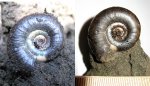 Kachpurites fulgens