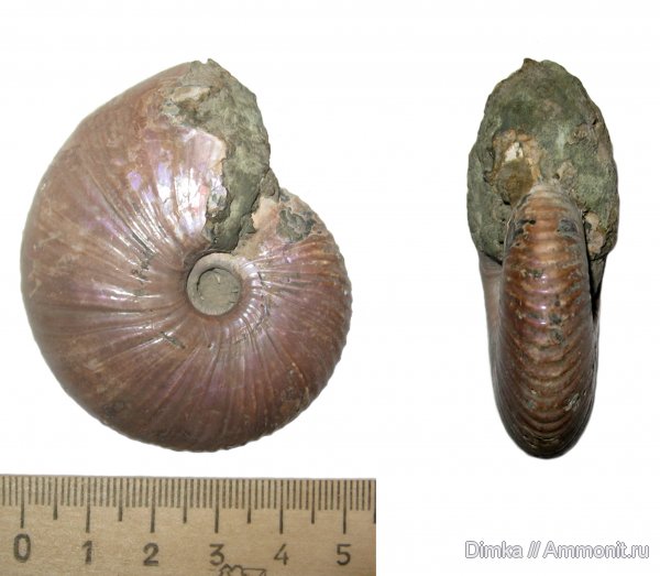 аммониты, юра, Михайлов, Funiferites, келловей, Funiferites patruus, Ammonites, Callovian, Jurassic, Middle Jurassic