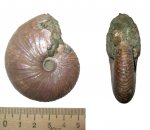 Funiferites patruus