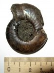 Craspedites