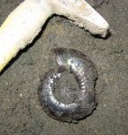 Craspedites Craspedites