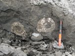 Крупные Binatisphinctes