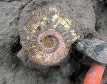 Binatisphinctes