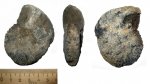 Аммонит из Владимирской области! Hoplites spathi?