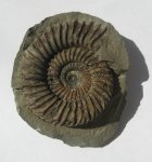 Parkinsonia