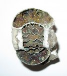 Поперечное сечение Erymnoceras