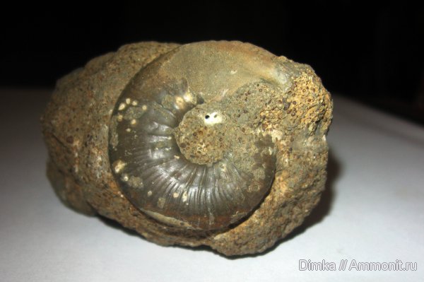 аммониты, юра, нижний келловей, келловей, Никитино, Sigaloceras, Ammonites, Callovian, Jurassic, Middle Jurassic, Lower Callovian