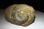 Sigaloceras?