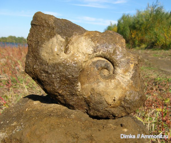 аммониты, юра, нижний келловей, келловей, Никитино, Sigaloceras, Kosmoceras enodatum, Sigaloceras calloviense, Ammonites, Callovian, Jurassic, Middle Jurassic, Lower Callovian