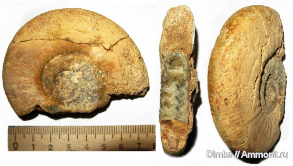 аммониты, юра, нижний келловей, келловей, Indosphinctes, Никитино, Anaplanulites, Ammonites, Callovian, Jurassic, Middle Jurassic, Lower Callovian