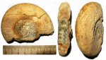 Anaplanulites?