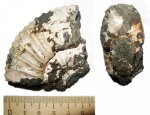 Epivirgatites bipliciformis (Nikitin)