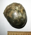 Лопастная линия Лопастная линия