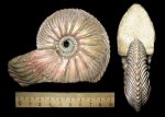 Cardioceras cordatum
