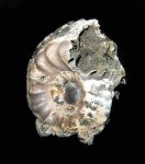 Erymnoceras doliforme