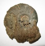 Kosmoceras Kosmoceras