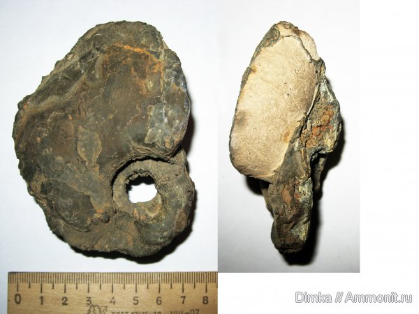 аммониты, юра, Cardioceras, оксфорд, нижний оксфорд, Кимры, Cardioceras excavatum, Ammonites, Oxfordian, Lower Oxfordian, Jurassic