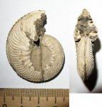 Cardioceras excavatum