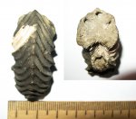 Фрагмент Cardioceras vertebrale