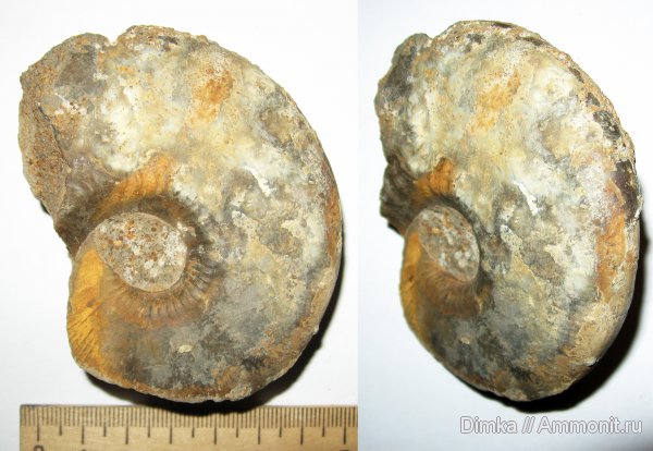 аммониты, юра, Kosmoceras, нижний келловей, келловей, Никитино, Ammonites, Callovian, Jurassic, Middle Jurassic, Lower Callovian