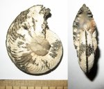 Cardioceras excavatum