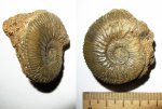 Gulielmiceras anterior