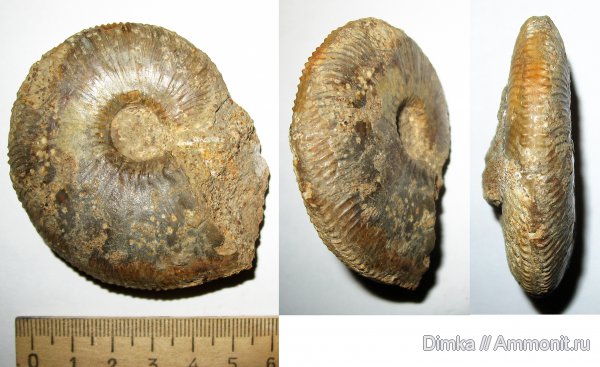 аммониты, юра, Kosmoceras, нижний келловей, келловей, Никитино, Kosmoceratidae, Gulielmiceras, Ammonites, Callovian, Jurassic, Middle Jurassic, Lower Callovian