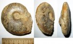 Gulielmiceras или Kosmoceras?
