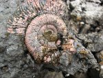 "Свеженайденный" Binatisphinctes
