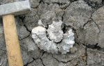 Kosmoceras gemmatum