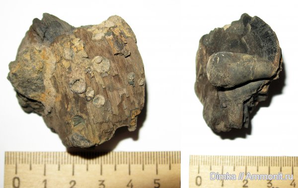 юра, кимеридж, Кимры, нижний кимеридж, Kimmeridgian, Jurassic, Upper Jurassic