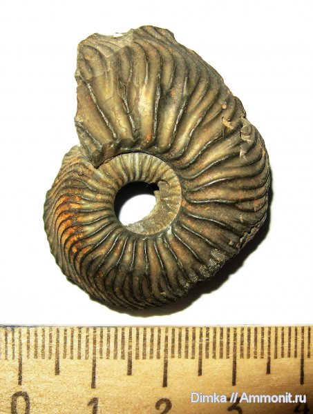 юра, Cardioceras, оксфорд, нижний оксфорд, Кимры, Oxfordian, Lower Oxfordian, Jurassic