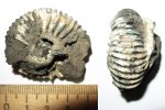 Lomonossovella