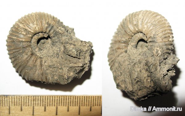 юра, Воскресенск, волжский ярус, Lomonossovella, Volgian, Jurassic