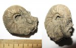 Lomonossovella?