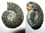 Virgatites pallasianus
