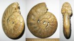 Indosphinctes mutatus