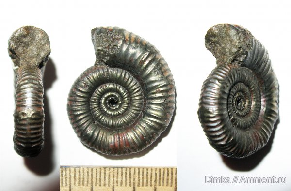 юра, Михайлов, Binatisphinctes, келловей, Binatisphinctes mosquensis, Callovian, Jurassic, Middle Jurassic