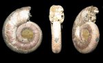 Binatisphinctes rjasanensis