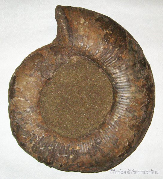 аммониты, волжский ярус, Laugeites, Мостово-Василево, Laugeites aenivanovi, Epivirgatites nikitini, устье, Ammonites, Dorsoplanitidae, Volgian