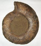 Laugeites aenivanovi