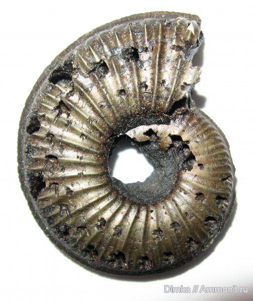 юра, Бронницы, оксфорд, Amoeboceras, Рыбаки, верхний оксфорд, Oxfordian, Upper Oxfordian, Jurassic