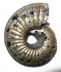 Amoeboceras Amoeboceras