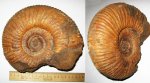 Taimyrosphinctes