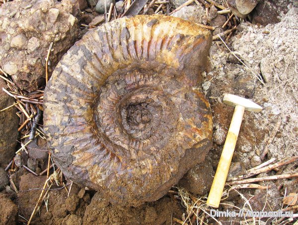юра, волжский ярус, Epivirgatites, Мостово-Василево, Taimyrosphinctes, Dorsoplanitidae, Volgian, Jurassic