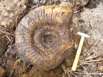 Taimyrosphinctes pavloviformis Mesezhn
