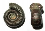 Crussoliceras