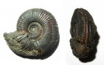 Amoeboceras