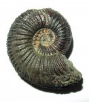 Amoeboceras