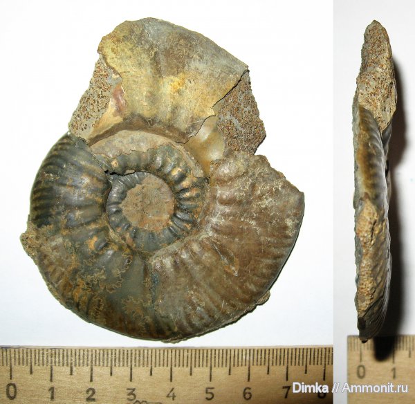 юра, нижний келловей, келловей, Indosphinctes, Никитино, Callovian, Jurassic, Middle Jurassic, Lower Callovian